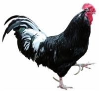 10 problèmes communs de poulet résolu