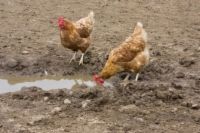 10 problèmes communs de poulet résolu