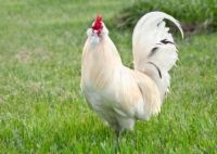 10 façons d'obtenir la fantaisie quand l'élevage de poulets
