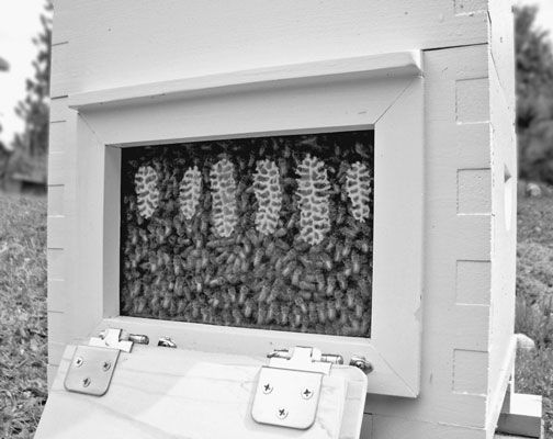 Une observation Warr & # 233- ruche de la Chambre des abeilles. [Crédit: Photo gracieuseté de Darren Gordo
