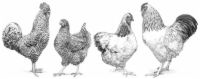 Photographie - 7 catégories de races de poulet