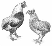 7 catégories de races de poulet