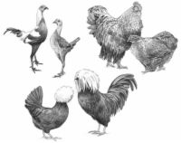 7 catégories de races de poulet