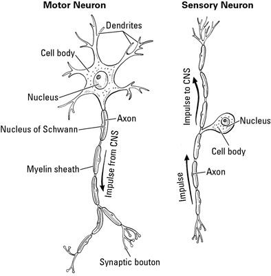 Un neurone moteur transporte des signaux de distance à partir du système nerveux central.