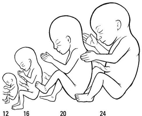 Photographie - Un guide de père pour le développement de bébé dans le deuxième trimestre de la grossesse