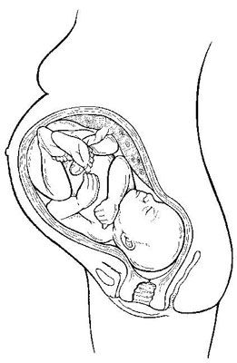 Un papa's guide to third trimester baby development