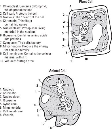 Les structures de base des cellules végétales et animales.