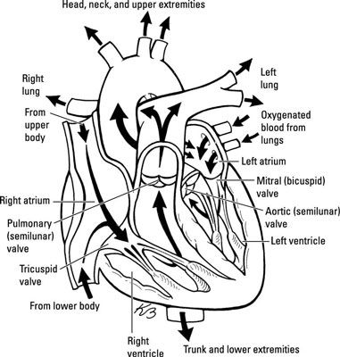 Une enquête auprès des grandes structures du système cardiovasculaire à l'examen de l'EMT