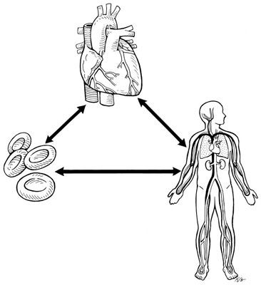 Une enquête auprès des grandes structures du système cardiovasculaire à l'examen de l'EMT