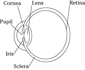 Anatomie de l'œil humain.