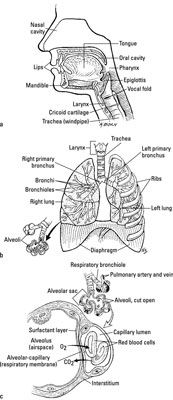 Photographie - Un aperçu du système respiratoire à l'examen de l'EMT