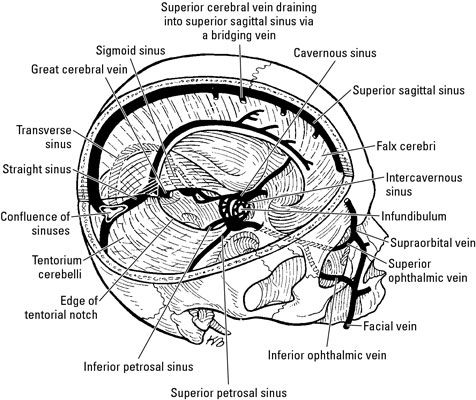 Photographie - Anatomie du cerveau: les méninges