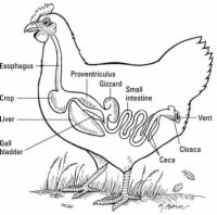 Photographie - Les réponses à dix questions courantes sur la santé de poulet
