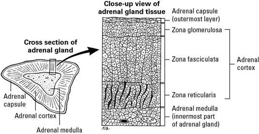 Anatomie de base d'une glande surrénale