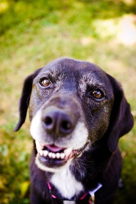 Photographie - Soyez sensible aux besoins des chiens âgés lors de la prise de photographies