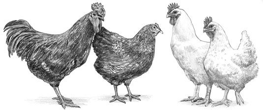 Photographie - Meilleures races de poulet de soulever pour la viande