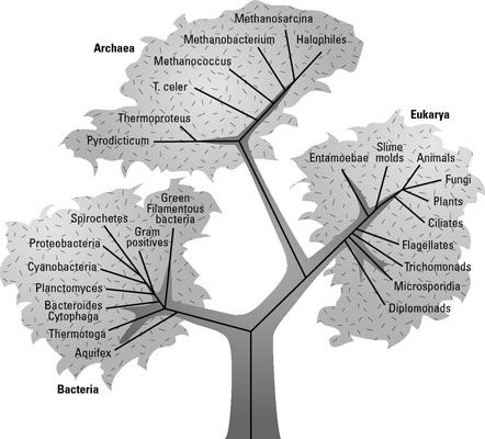 Un arbre phylogénétique de la vie sur Terre basé sur les gènes ARNr.