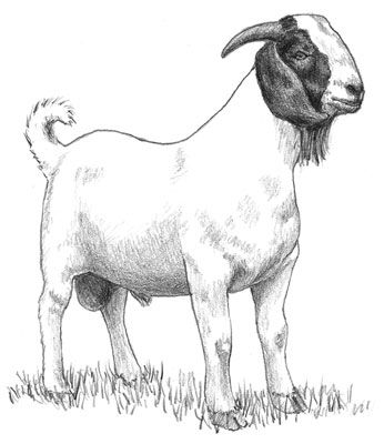 Photographie - Élevage de chèvres pour la viande
