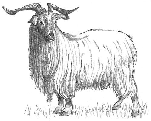 La chèvre espagnole aux cheveux longs est également considéré comme un cachemire.
