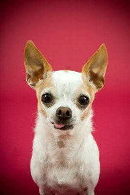 Photographie - Capturez caprices de personnalité uniques dans les photos de chiens