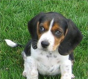 Beagles poche sont mignon et câlin, mais, contrairement à d'autres chiens décoratifs, ils're sturdy working dogs bu