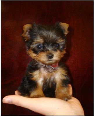 Yorkies tasse de thé aren't true Yorkshire Terriers. They can also require specialized medical care.