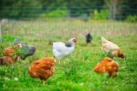 Photographie - Comportements de poulet dans un jardin