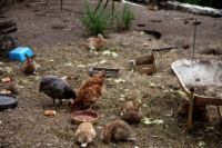 Comportements de poulet dans un jardin