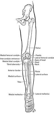 Photographie - Anatomie clinique: les os du genou et de la jambe