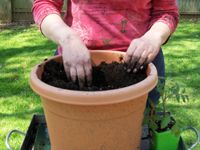 Container jardinage: comment planter des légumes dans des pots