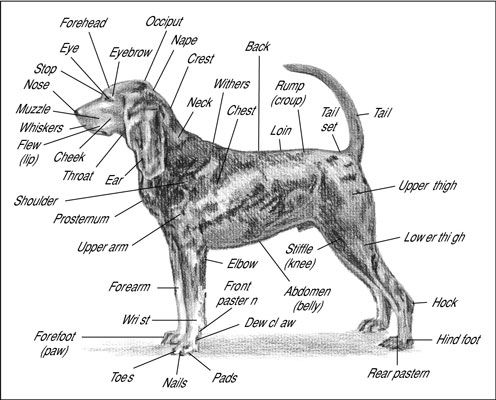 Photographie - Anatomie du chien de tête à la queue