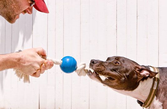 Photographie - Photographie Chien de chiens et les humains jouant