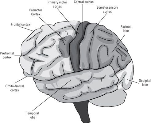 Photographie - Examen quatre lobes du cerveau: frontal, pariétal, temporal, occipital et