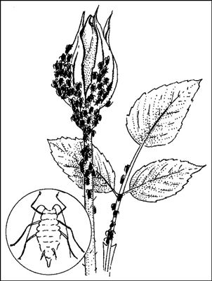 Les pucerons ont tendance à se rassembler sur les nouvelles feuilles et les bourgeons.
