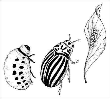 Contrôle Colorado potato coléoptères en encourageant les araignées, les coccinelles, des punaises prédatrices, et tachymètre