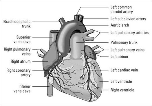 Comprendre l'anatomie cardiaque: votre cœur