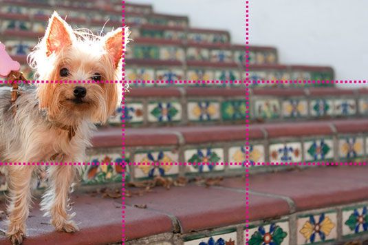 Photographie - Suivez la règle des tiers lorsque vous photographiez des chiens
