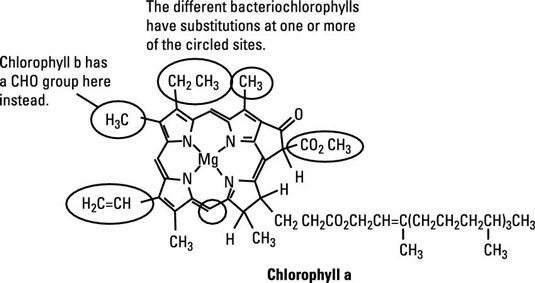 Photographie - Récolte de lumière: chlorophylles et bactériochlorophylles
