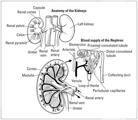 Structure des reins et les néphrons l'intérieur des reins.