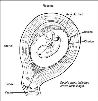 Comment un embryon grandit