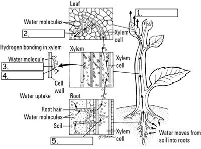 Photographie - Comment les plantes tirent et le transport de l'eau