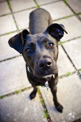Photographie - Comment éviter les problèmes de photographier les chiens noirs