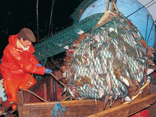 La pêche au filet est mauvais pour la vie marine et l'écosystème. [Crédit: Digital Vision]