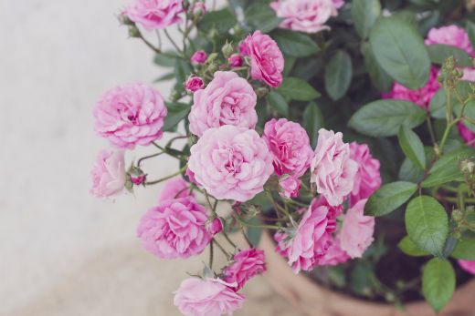 Photographie - Comment prendre soin de roses miniatures