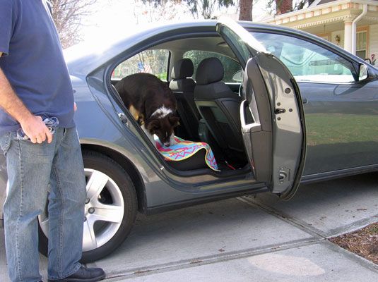 Cure votre chien's car phobia step by step.