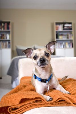 Photographie - Comment faire face à un chien vocale lors d'une séance photo