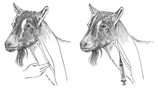 Photographie - Comment dessiner le sang d'une chèvre