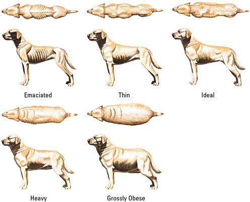 Purina's Body Condition Chart shows dogs in a range of weight conditions. [Credit: Courtesy o
