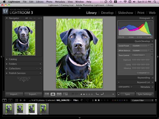 Photographie - Comment exporter vos photos depuis Lightroom de chien