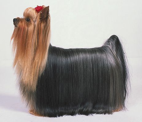 Un Yorkie's show-quality coat is beautiful, but time-consuming to achieve.